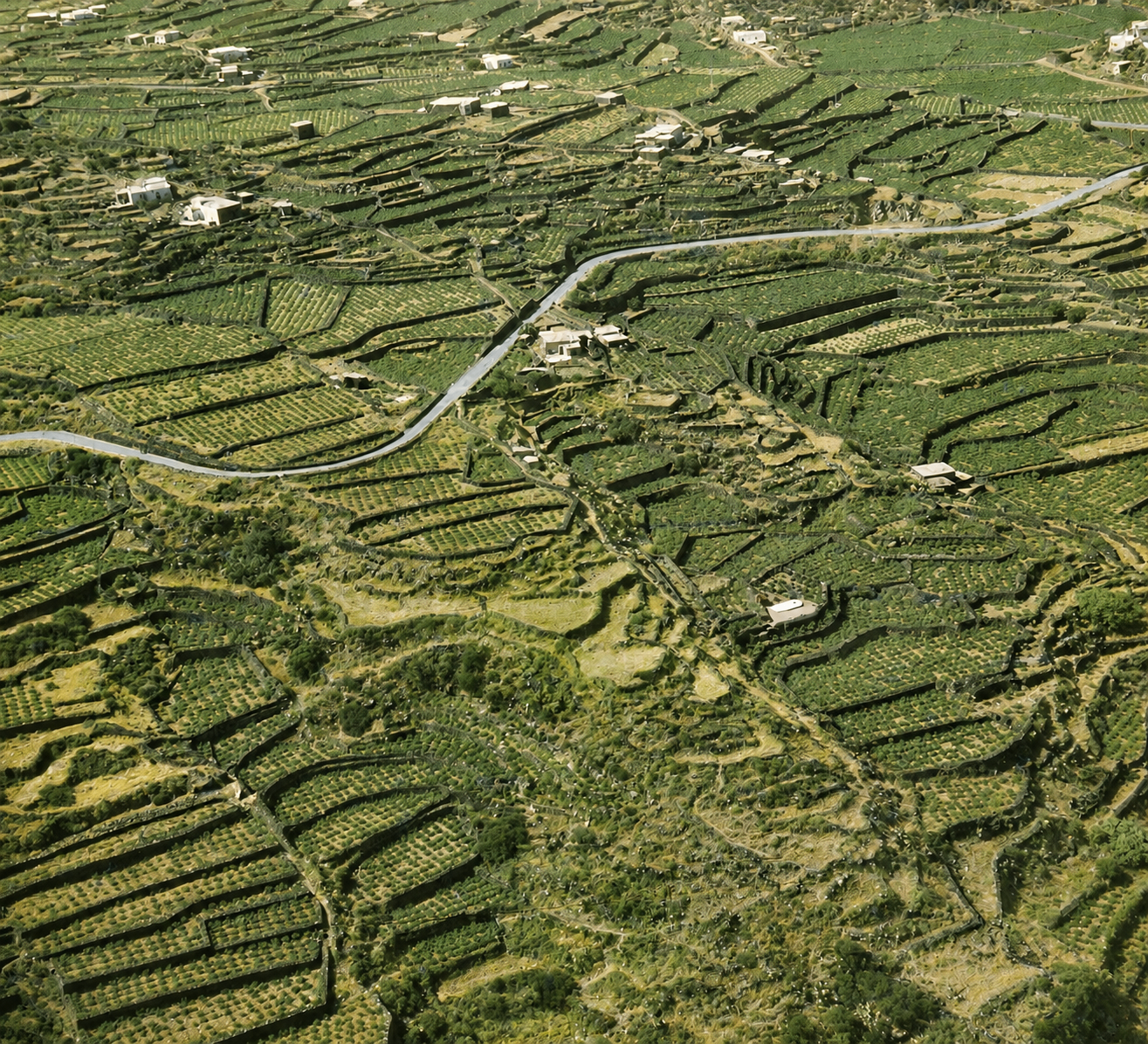 Aerial view of Pantelleria's terraced vineyards and dammusi