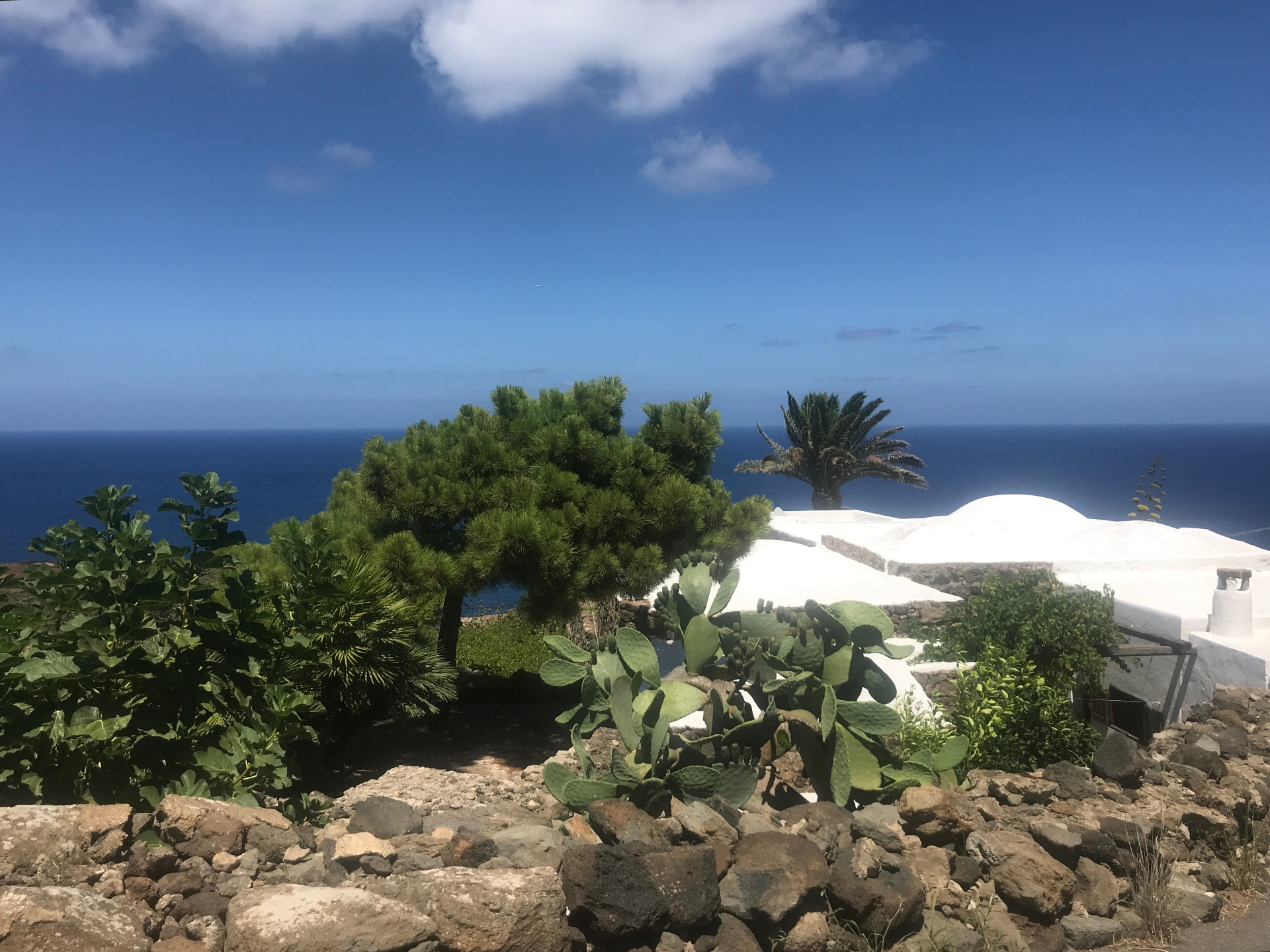 Whitewashed dammuso with pine tree overlooking the sea