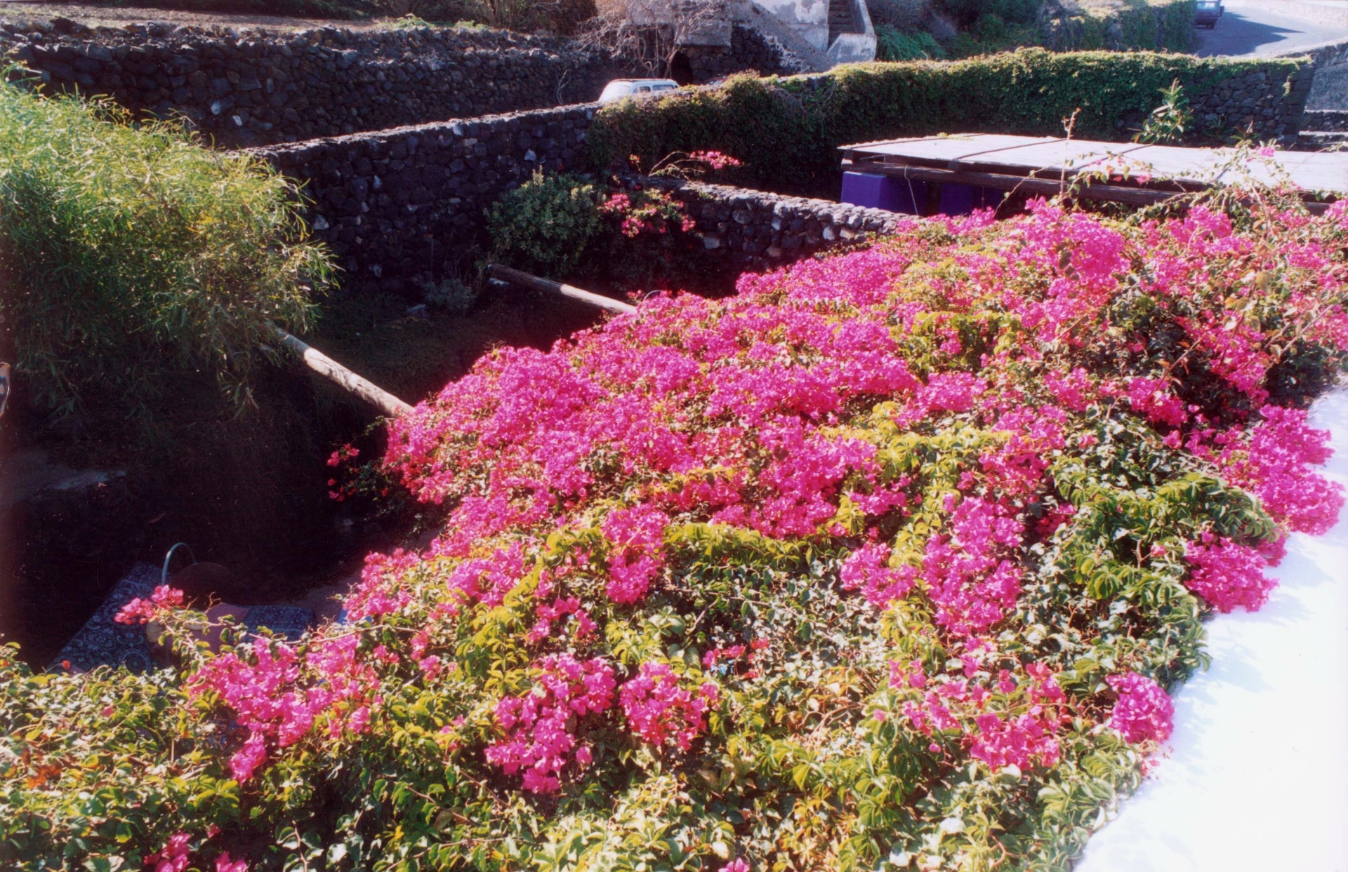 Bougainvillea cascading over the roof of the internal patio with stone walls and sea beyond